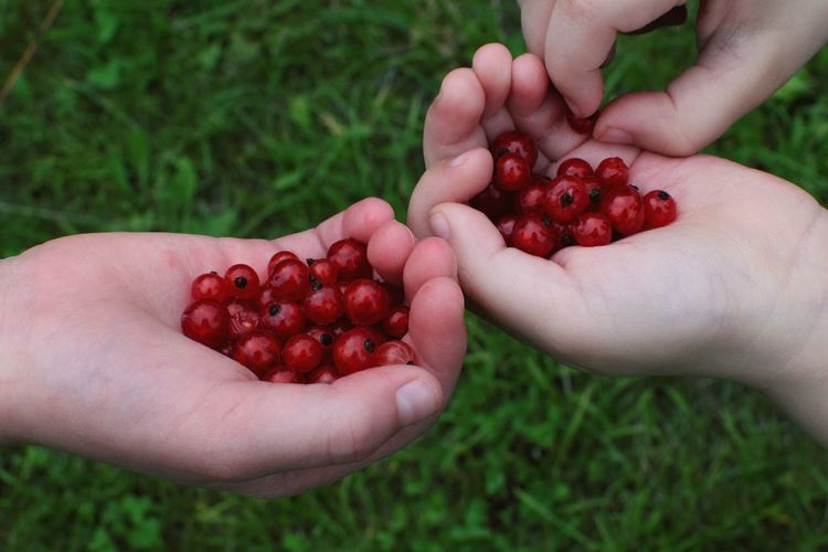 Cropped hand of children holding currants on grassy field