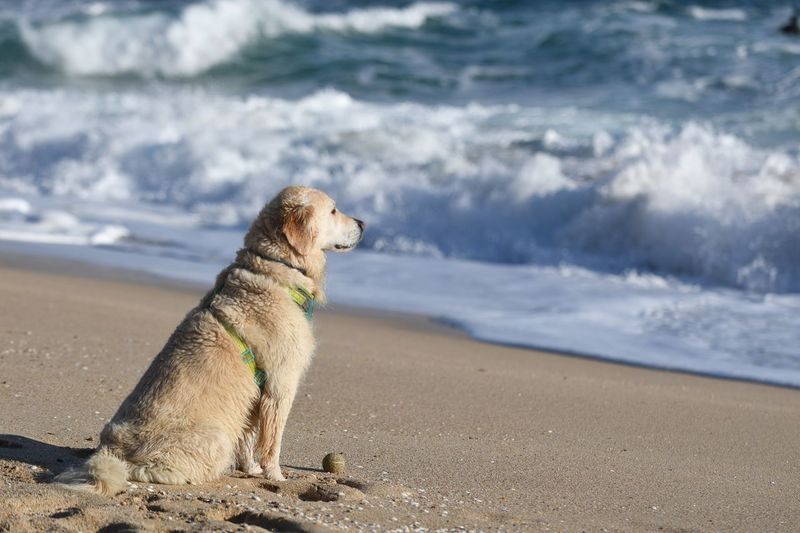 Dog on the beach staring out to sea