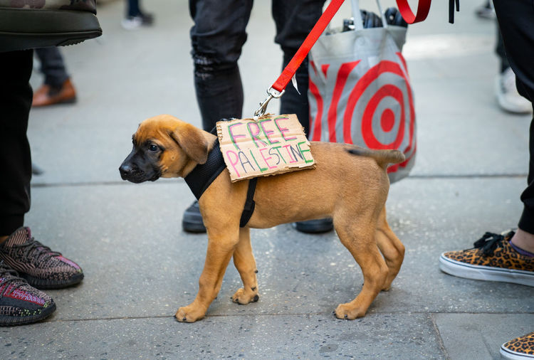 Free palestine sign on a dog during a palestinian protest in midtown, manhattan 5/11/21