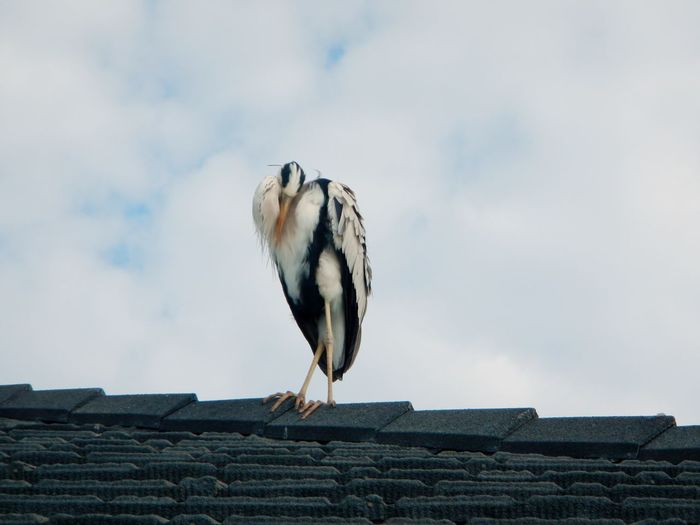Low angle view of great blue heron perching on roof against sky