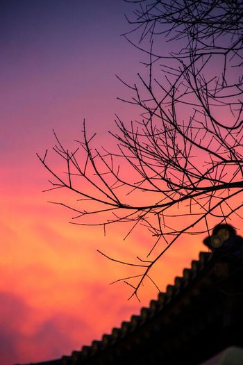 Silhouette of bare tree at sunset
