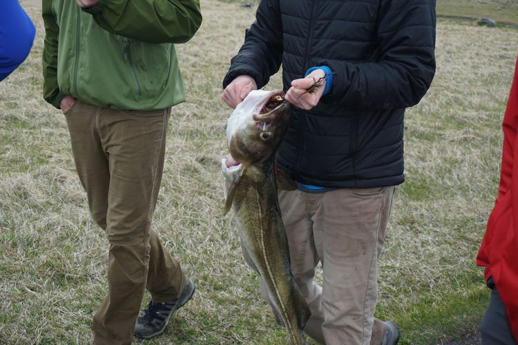 Midsection of men holding cod fish while walking on grassy field