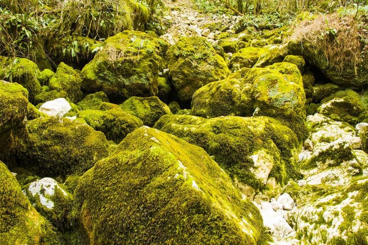 Full frame shot of moss covered rocks