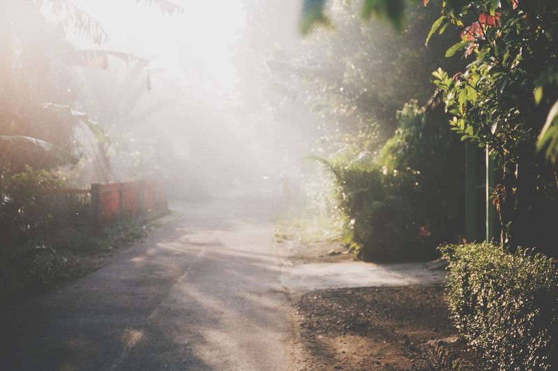Plants by trees