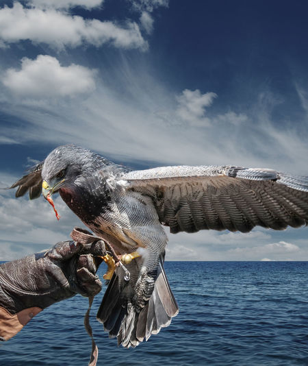 Close-up of hand holding bird by sea against sky