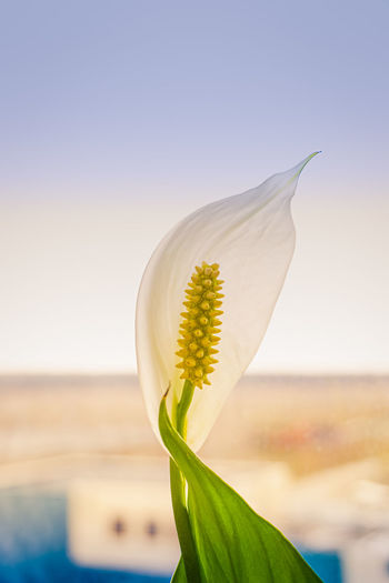 Close-up of white flower against clear sky