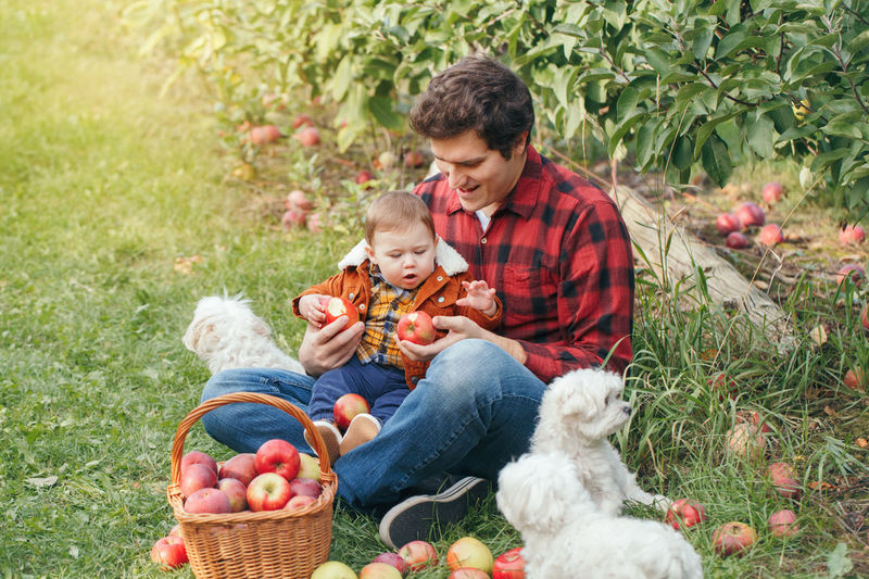 Happy father with baby boy on farm picking apples in wicker basket. gathering of autumn fall harvest 