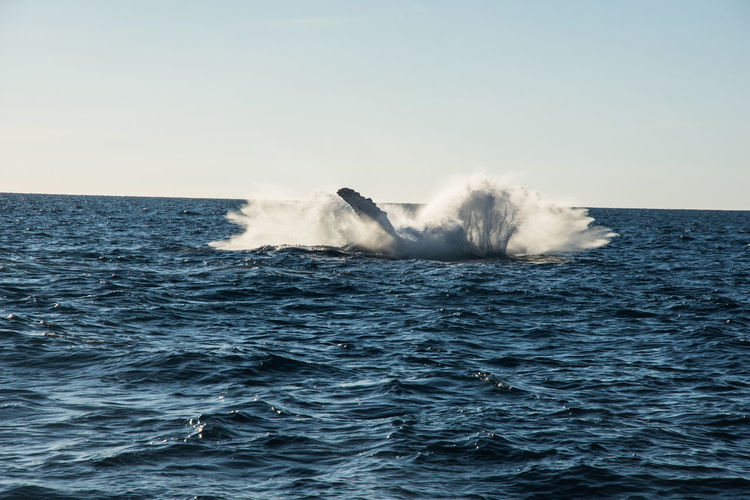 Humpback whale cavorting near islas marietas near bucerias bay, punta mita, mexico