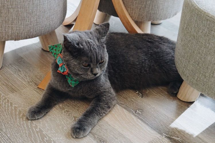 High angle view of british shorthair cat lying on hardwood floor