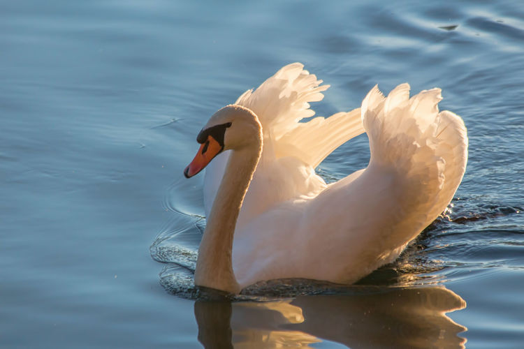 High angle view of white swan swimming in lake
