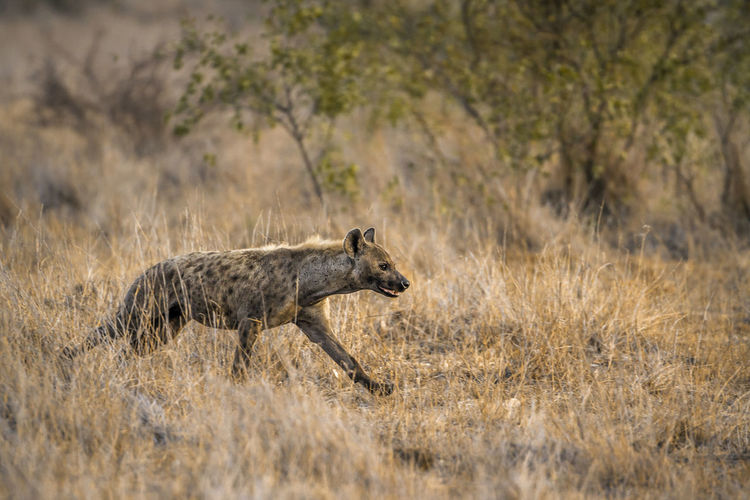 Hyena walking on land