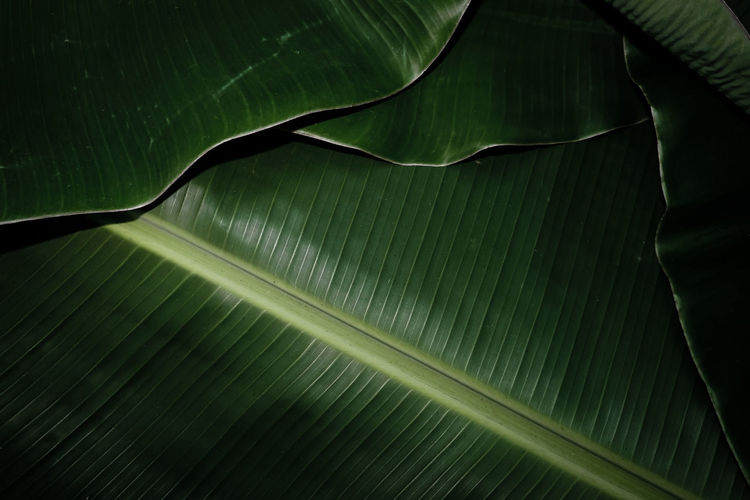 Close-up of leaf on plant