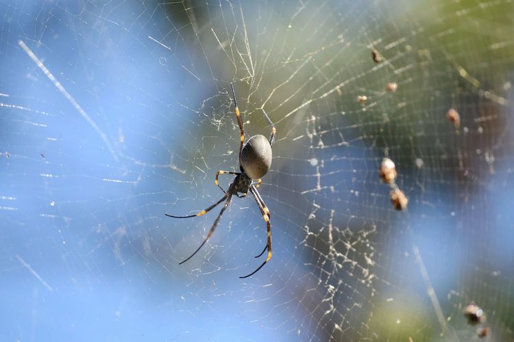 Macro shot of spider on web