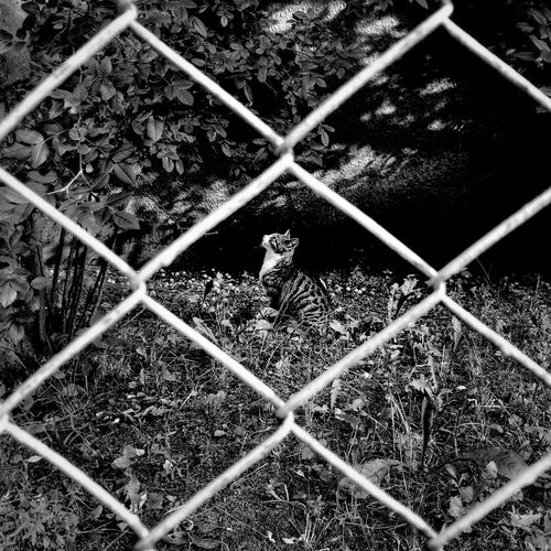 Cat seen through chainlink fence