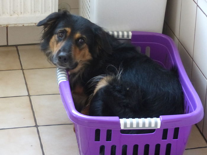Dog looking away while sitting in basket at home