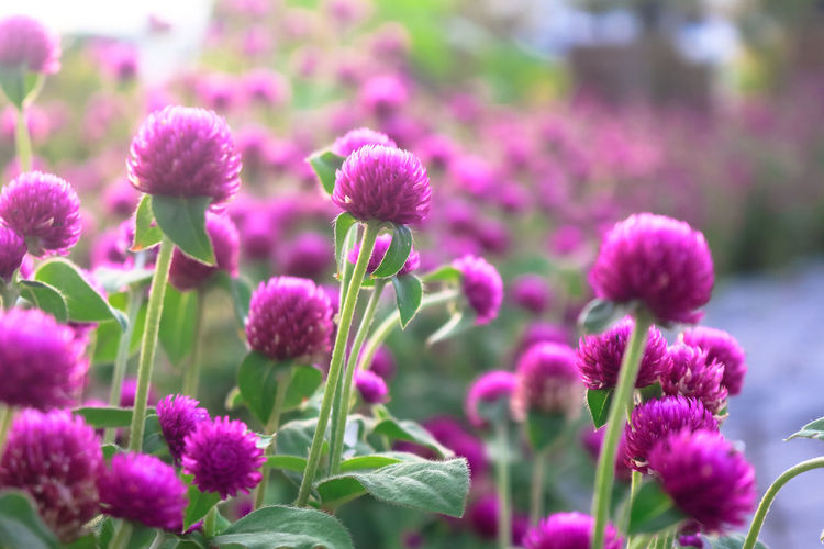 Close-up of pink flowering plants