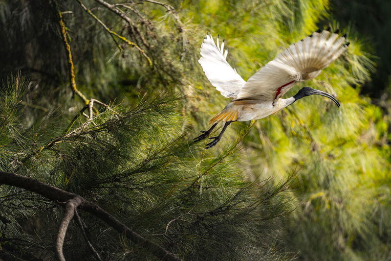 Bird flying in a tree