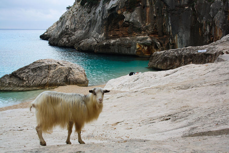 View of goat on rock by sea