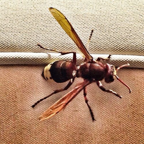 insect