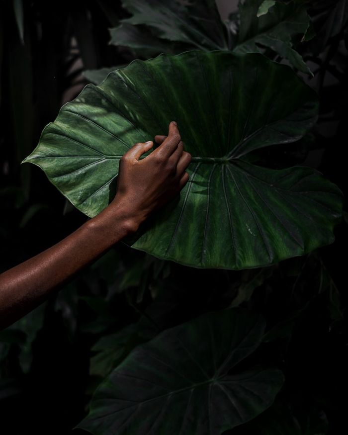 Cropped hand of person touching monstera leaf in forest