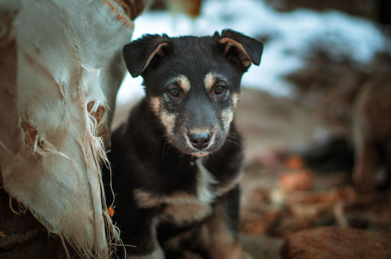 Portrait of dog by outdoors