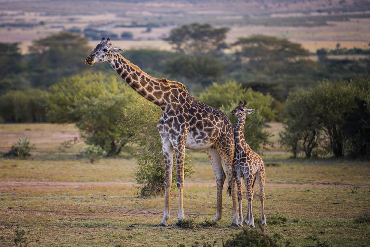 Giraffe family standing on field
