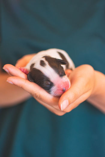 Midsection of woman holding puppy