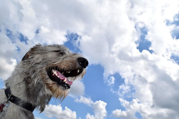 Low angle view of irish wolfhound against cloudy sky