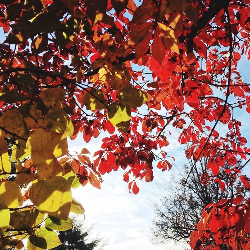 Low angle view of red leaves on tree against sky