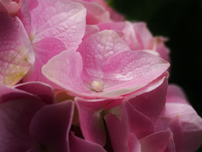 Close-up of pink hydrangea