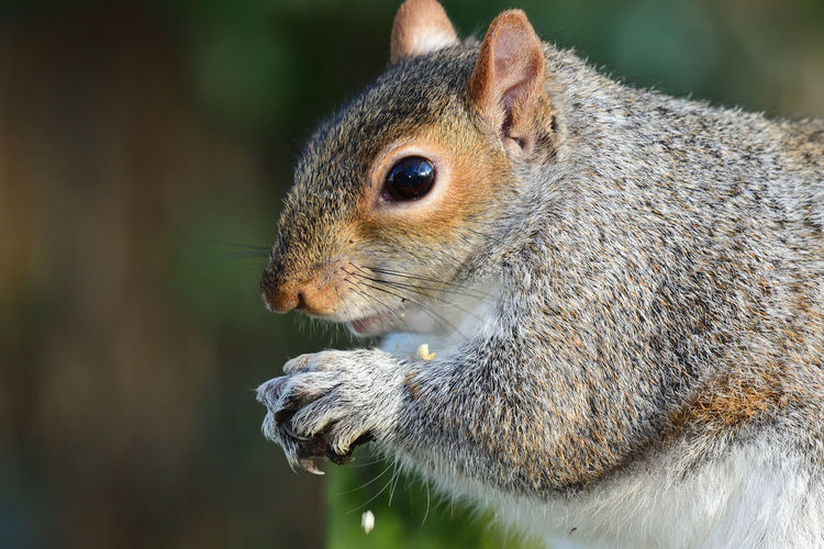 Close-up of grey squirrel eating a nut 