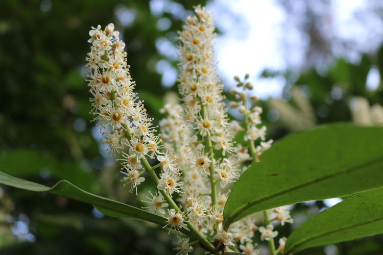 Close-up of white flowering plant in spring