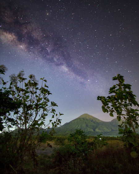 Scenic view of tree against sky at night