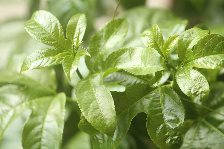 leaf