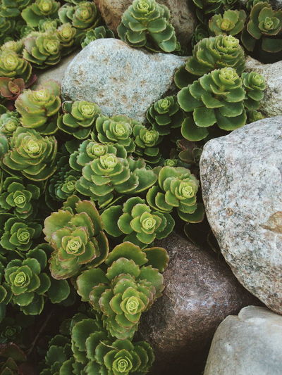 High angle view of succulent plants on rocks