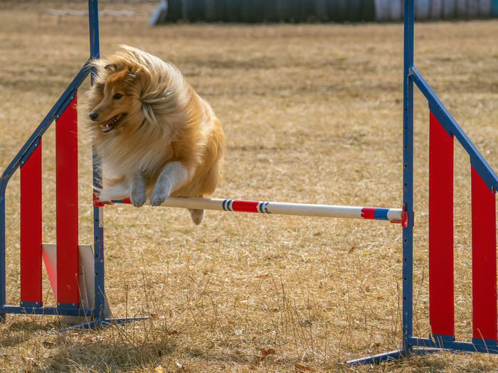 Close-up of a dog