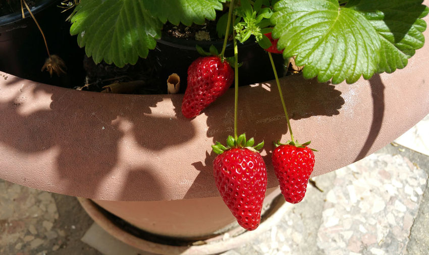 Close-up of strawberries on tree