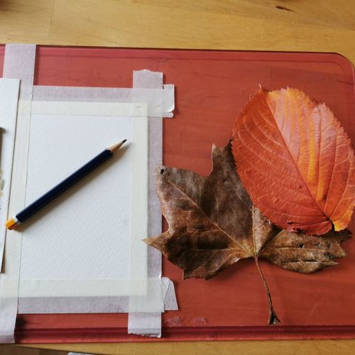 Taped down watercolour paper ready to begin sketching of autum leaves with a pencil on kitchen table
