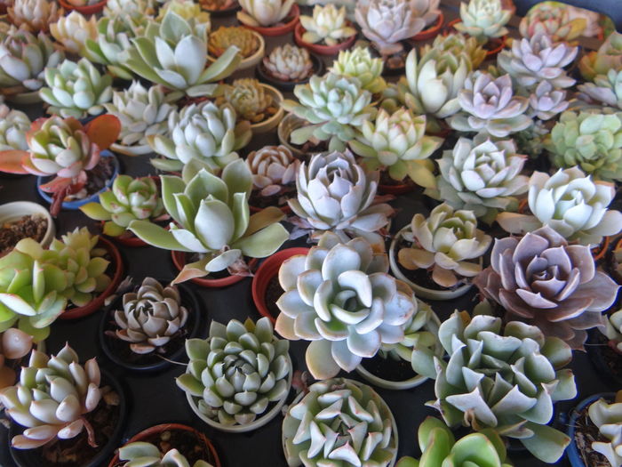 Full frame shot of plants