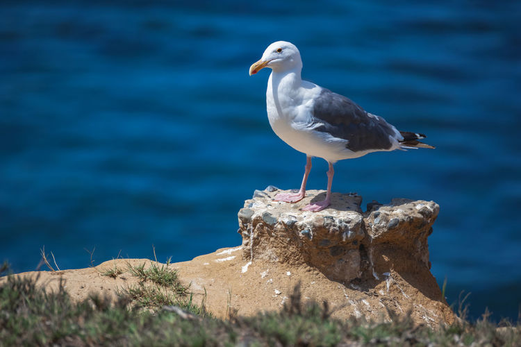 Seagull on the rocky coastline overlooking the pacific ocean at la jolla in san diego, california