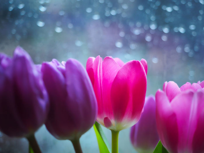 Close-up of pink tulips