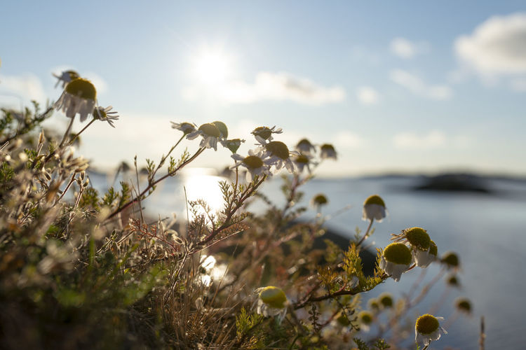 Close-up of flowering plant against sky with the ocean in the background