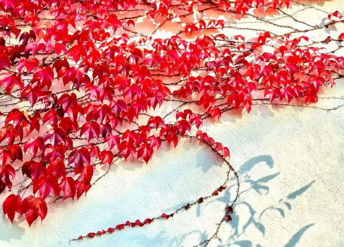 Close-up of red flowering plant against white wall