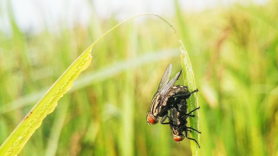 Close-up of insects on grass