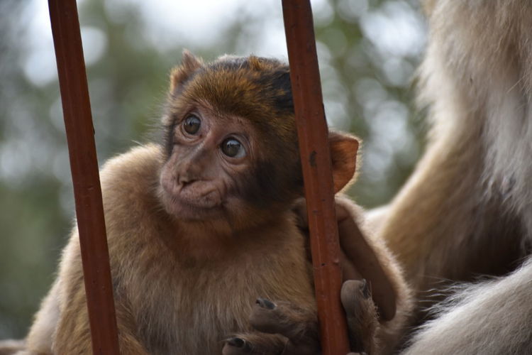 Portrait of monkey looking away in zoo