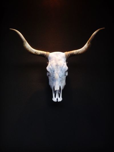 Low angle view of animal head trophy mounted on wall