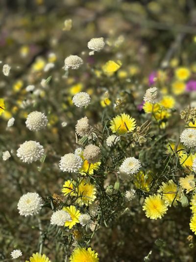 Close-up of yellow flowers blooming on field