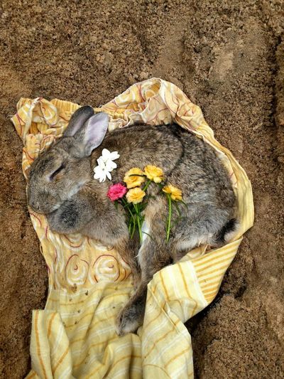 Flowers on rabbit