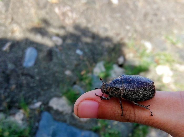 Cropped image of hand holding beetle at field