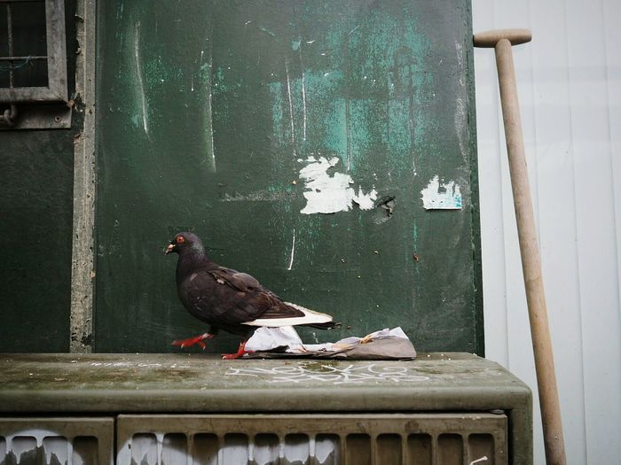 Pigeon perching on table against wall